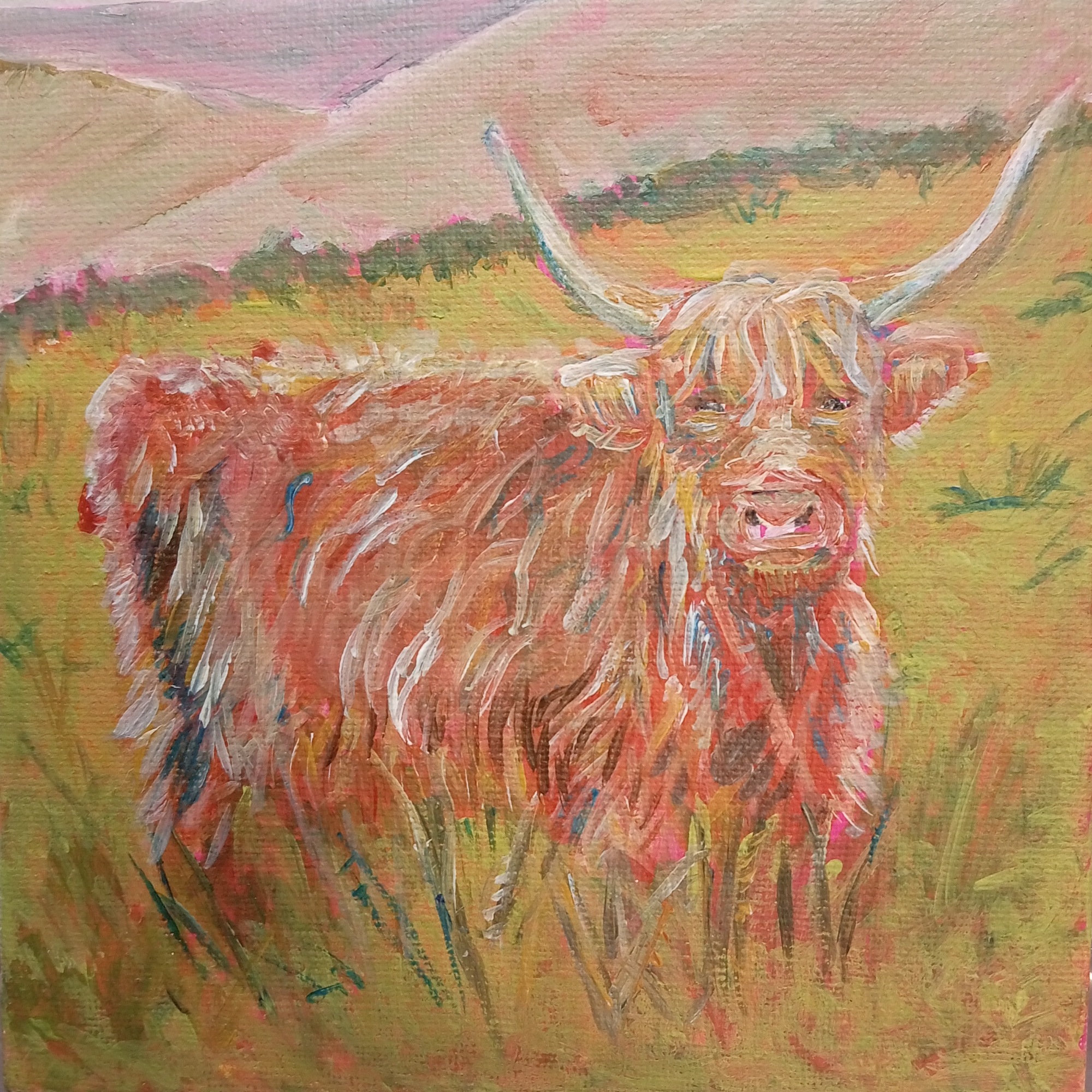 Highland Coo #2