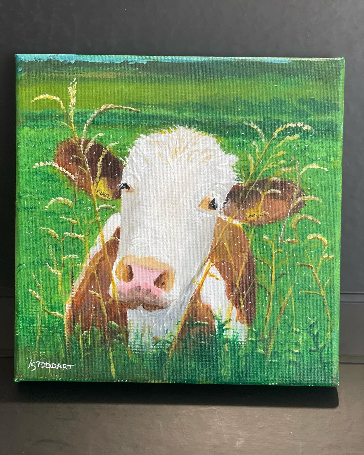 Just finished this wee gem called ‘coo’s looking at you!’ for my Kilmarnock art...