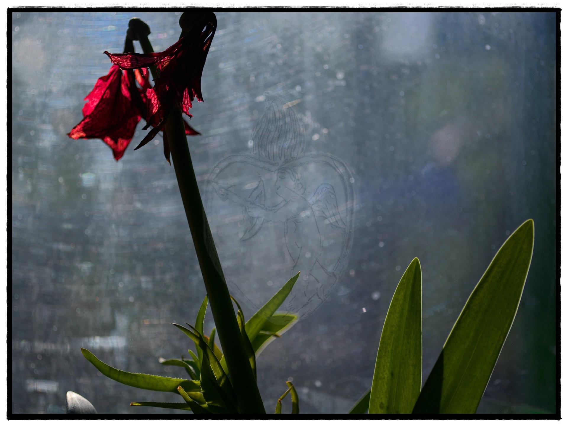 Amaryllis Mourante

06-v-026