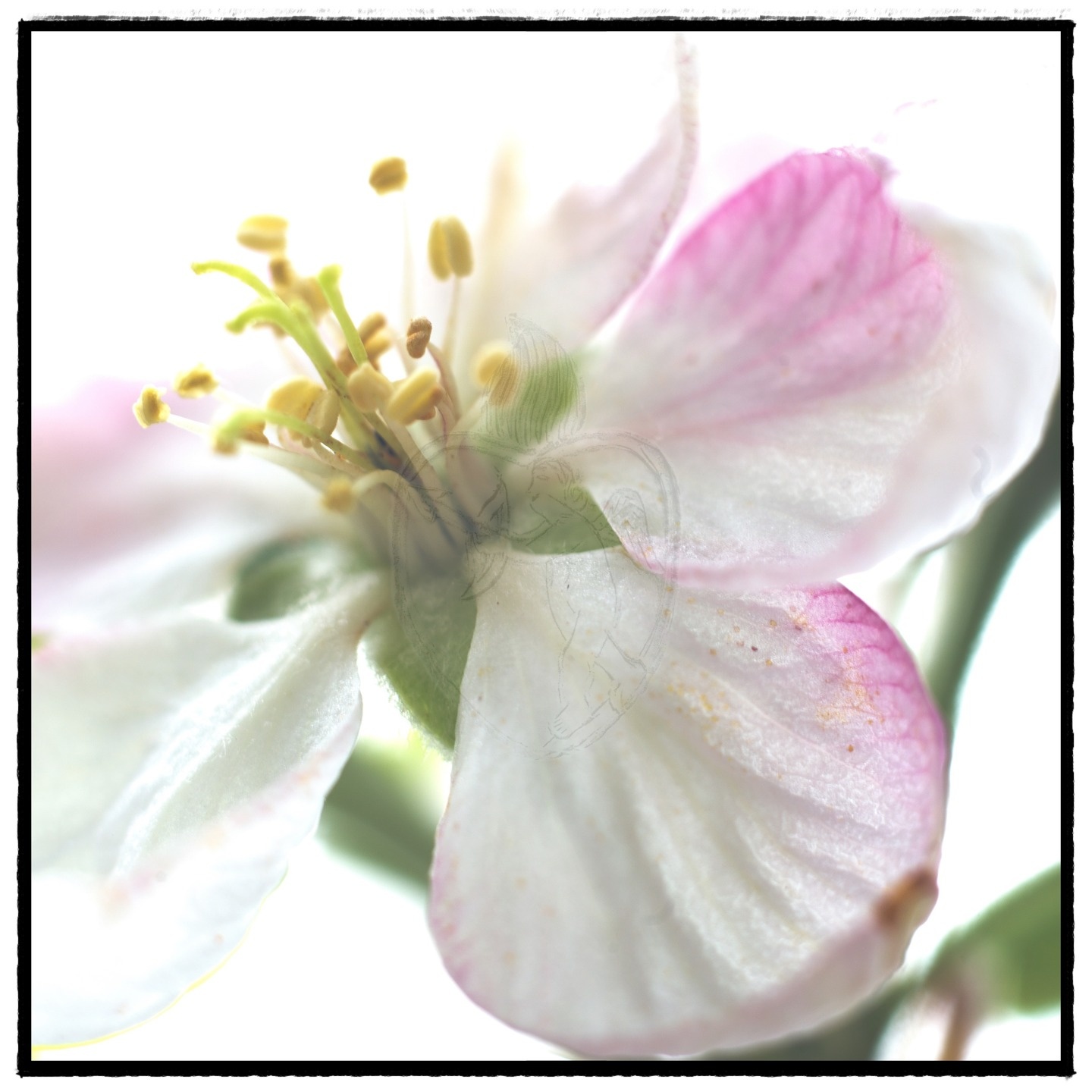 Malus Domestica

31-iii-026