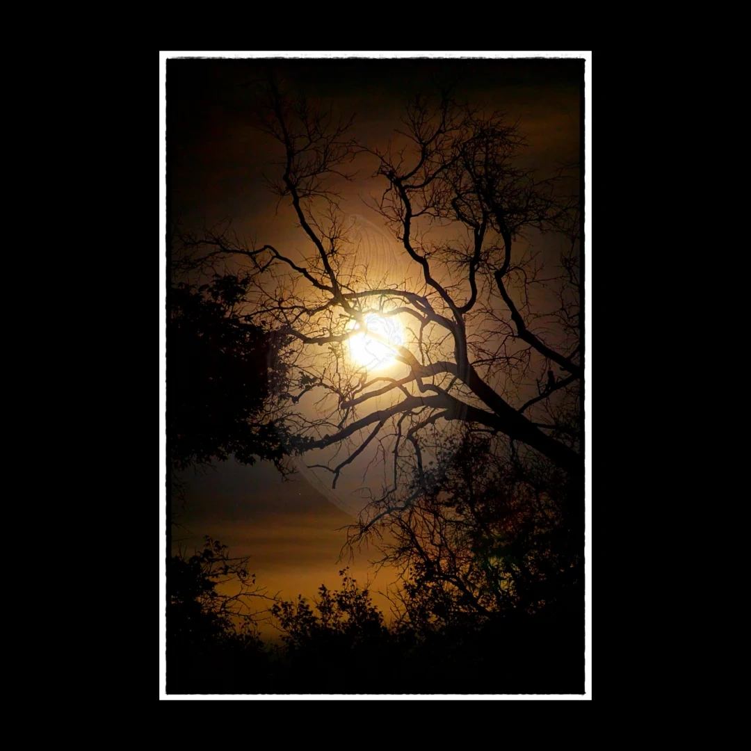 Hunter's Moon
#animascreek
06-x-025
