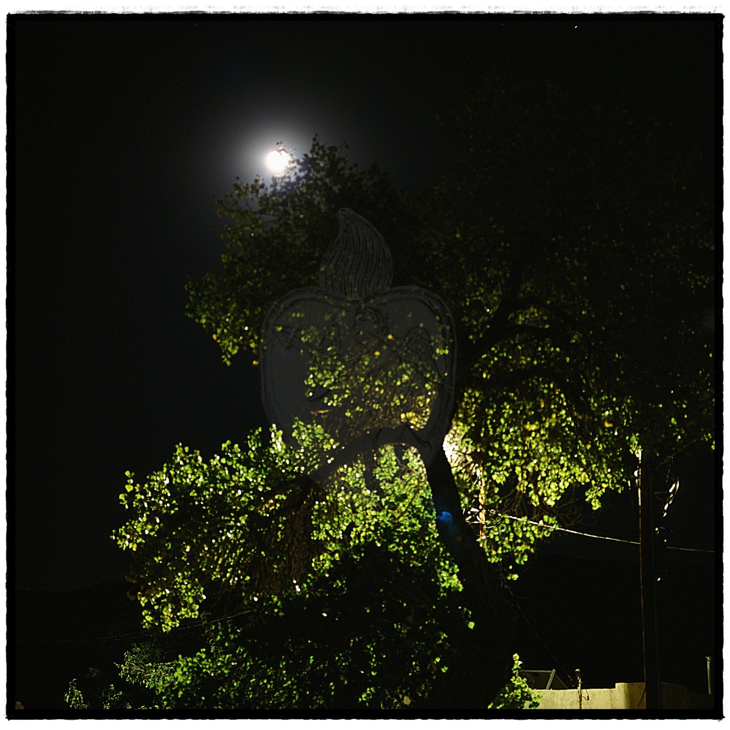 2024 Corn Moon on Film
17-ix-024

#Hasselblad501c
#KodakE100
@kodak
@trees...